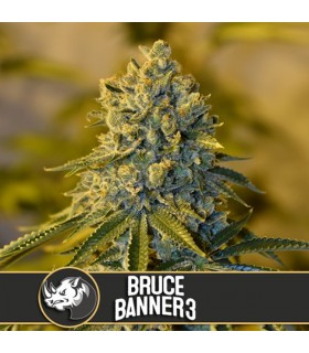 Bruce Banner n3 - Blimburn Seeds - Kayamurcia.es