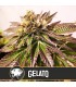Gelato - Blimburn Seeds - Kayamurcia.es
