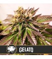 Gelato - Blimburn Seeds.