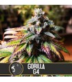 Gorilla G4 3 u. fem. Blimburn Seeds