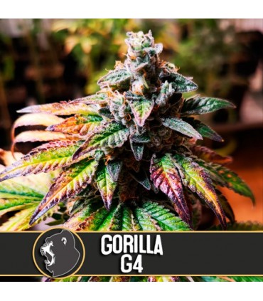 Auto Gorilla G4 - Blimburn Seeds - Kayamurcia.es