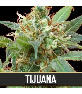 Tijuana - Blimburn Seeds - Kayamurcia.es