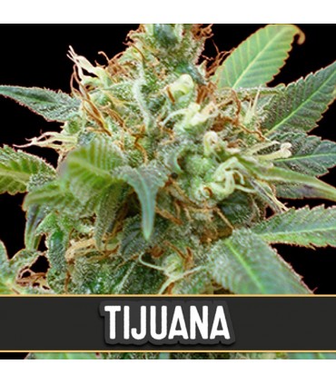 Tijuana - Blimburn Seeds - Kayamurcia.es