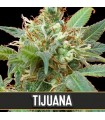 Tijuana - Blimburn Seeds.
