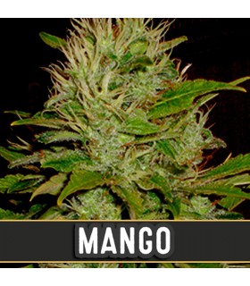 Mango - Blimburn Seeds - Kayamurcia.es