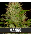 Mango - Blimburn Seeds.