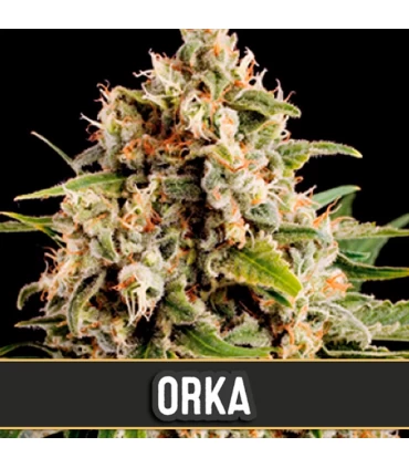 Orka - Blimburn Seeds - Kayamurcia.es