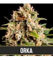 Orka - Blimburn Seeds.