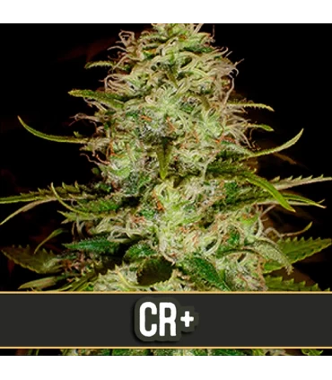 CR + - Blimburn Seeds - Kayamurcia.es