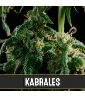 Kabrales - Blimburn Seeds - Kayamurcia.es