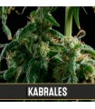 Kabrales - Blimburn Seeds.