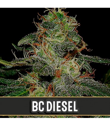 BC Diesel - Blimburn Seeds - Kayamurcia.es