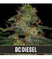 BC Diesel - Blimburn Seeds.