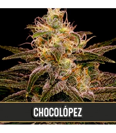 Chocolopez - Blimburn Seeds - Kayamurcia.es