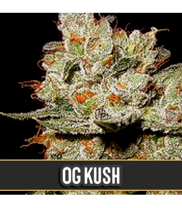 OG's Kush - Blimburn Seeds - Kayamurcia.es