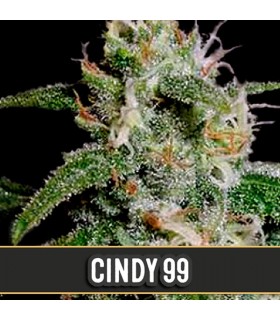 Cindy 99 - Blimburn Seeds - Kayamurcia.es