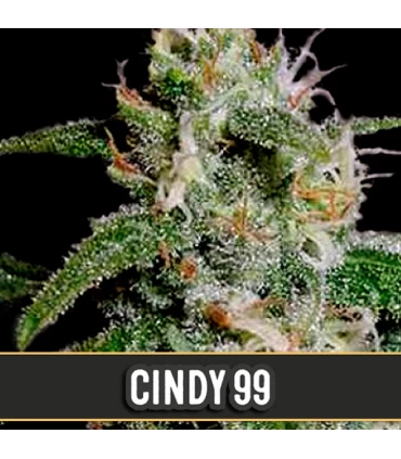 Cindy 99 - Blimburn Seeds - Kayamurcia.es