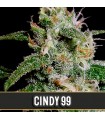 Cindy 99 - Blimburn Seeds.