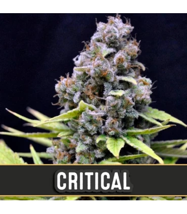 Automatic Critical - Blimburn Seeds - Kayamurcia.es
