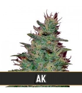 Automatic AK - Blimburn Seeds - Kayamurcia.es
