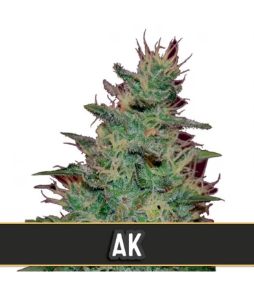 Automatic AK - Blimburn Seeds - Kayamurcia.es