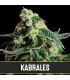 Auto Kabrales - Blimburn Seeds - Kayamurcia.es