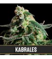 Auto Kabrales - Blimburn Seeds.
