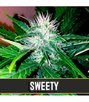 Auto Sweety - Blimburn Seeds - Kayamurcia.es