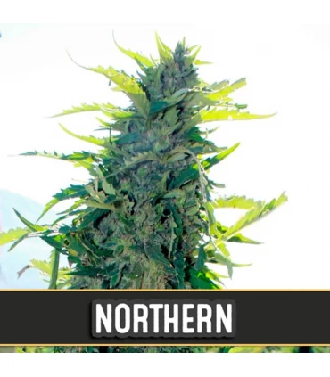 Auto Northern - Blimburn Seeds - Kayamurcia.es