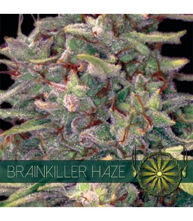 Brainkiller Haze 3 u. fem. Vision Seeds