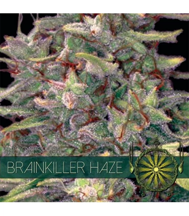 Brainkiller Haze 3 u. fem. Vision Seeds