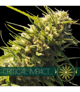 Critical Impact 3 u. fem. Vision Seeds