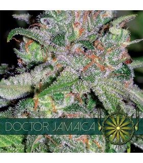 Doctor Jamaica 3 u. fem. Vision Seeds