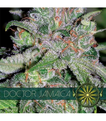 Doctor Jamaica 3 u. fem. Vision Seeds