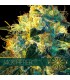 Jack Herer 3 sem. u. Vision Seeds