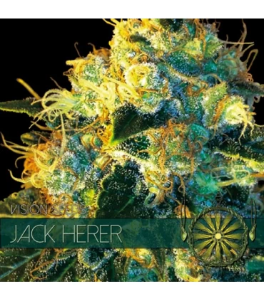 Jack Herer 3 sem. u. Vision Seeds