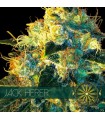 Jack Herer 3 sem. u. Vision Seeds