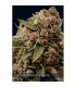 Lambs Breath X Ak-49  3 u. fem. Vision Seeds