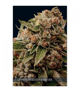 Lambs Breath X Ak-49  3 u. fem. Vision Seeds