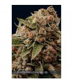 Lambs Breath X Ak-49  3 u. fem. Vision Seeds