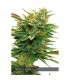 Nicole X OG 3 u. fem. Vision Seeds