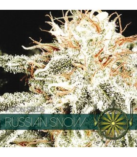 Russian Snow 3 u. fem. Vision Seeds