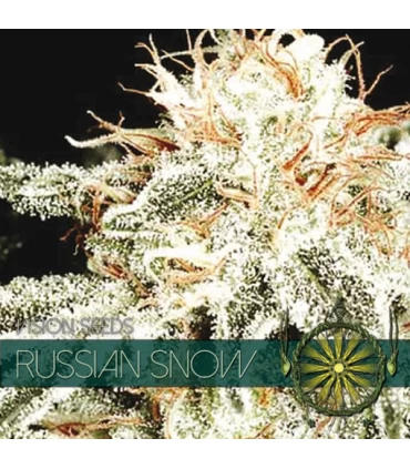 Russian Snow 3 u. fem. Vision Seeds