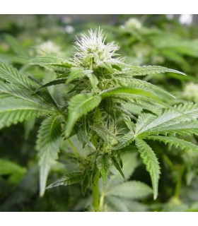 White Widow 10 u. reg. Nirvana