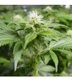 White Widow 10 u. reg. Nirvana