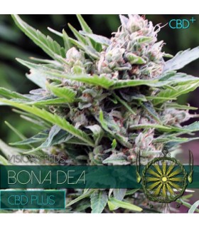 Bona Dea DBD+ 3 u. fem. Vision Seeds