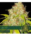 Auto AK 49 3 u. fem. Vision Seeds