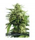 Auto Vision Gorilla 3 u. fem. Vision Seeds