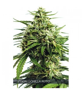 Auto Vision Gorilla 3 u. fem. Vision Seeds