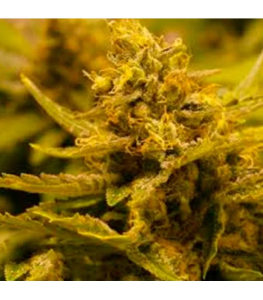 CBD OG - The Cali Connection